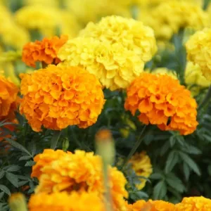 Cracker Jack Mix Marigold Seeds