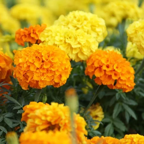 Cracker Jack Mix Marigold Seeds