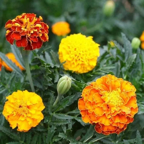 Petite Mix Marigold Seeds