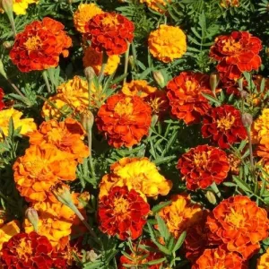 Sparky Mix Marigold Seeds