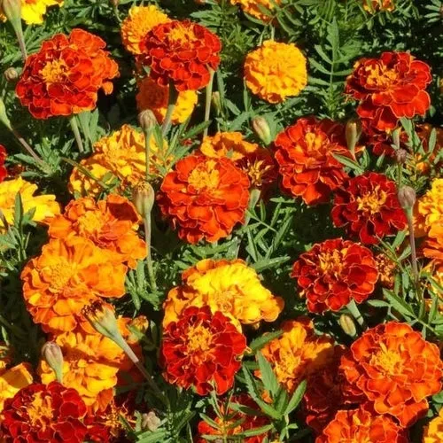 Sparky Mix Marigold Seeds